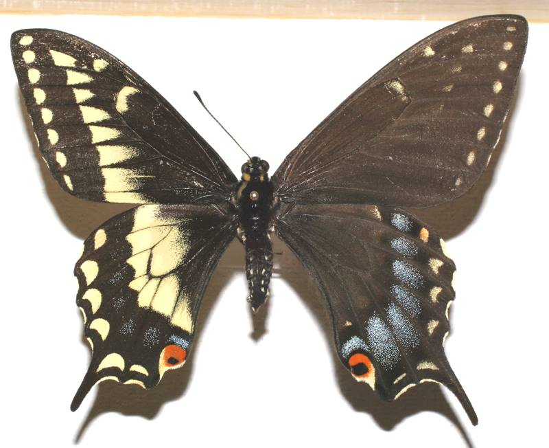 Papilio polyxenes (bilateral gynandromorph) Internet Image property of respective owner, non-commercial use only